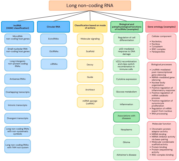 Long non-coding RNAs in humans: Classification, genomic organization and function