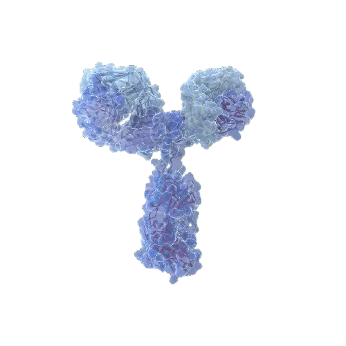 DYX1C1 (Human) IP-WB Antibody Pair