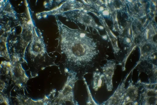 Single Cell  RNA Sequencing Cours